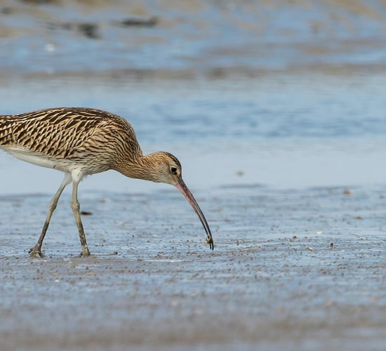 €25m earmarked for EIP to conserve breeding waders