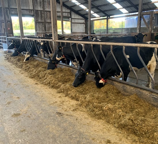 Silage slippage a major issue in Northern Ireland