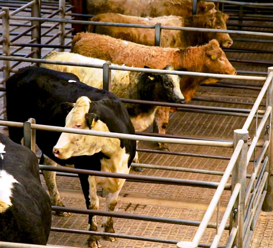 Cattle slaughterings down 10.6% in May - CSO
