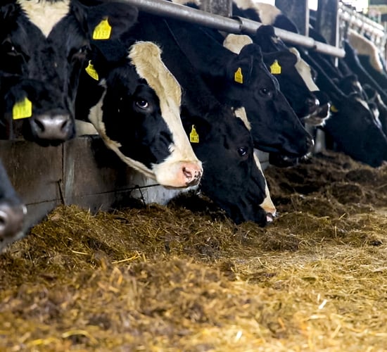 EBI update to stop overinflated fertility indexes