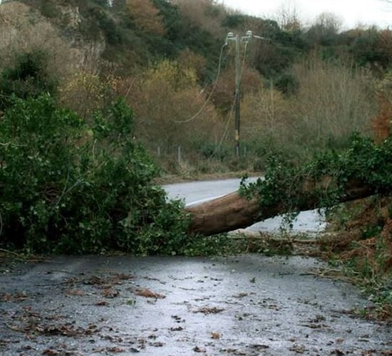 TD calls for derogation on tree felling and hedge cutting