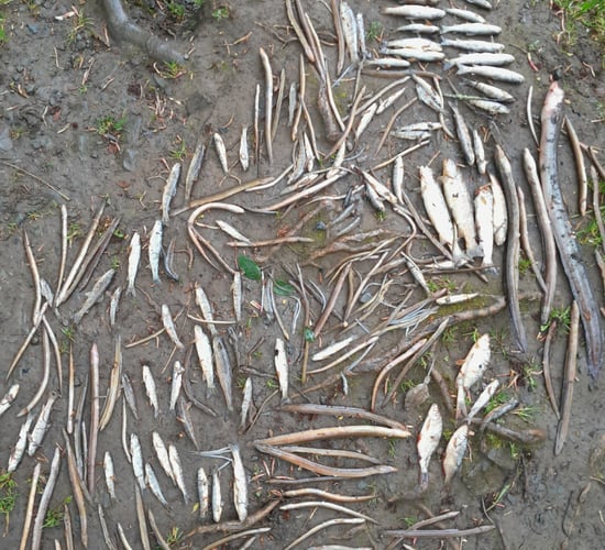 Report: Agriculture listed as 'most common' cause of fish kills