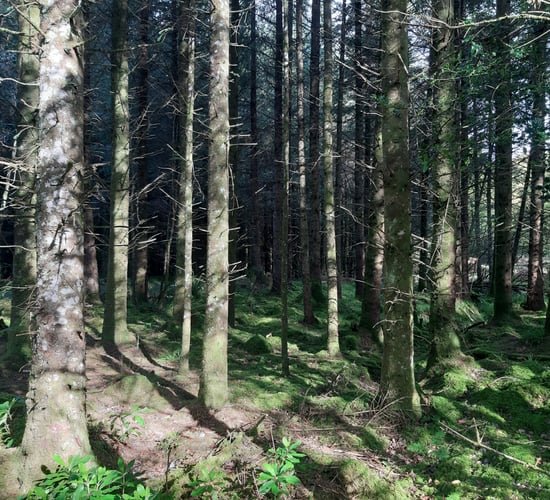 Over 40 forestry licences issued last week - DAFM