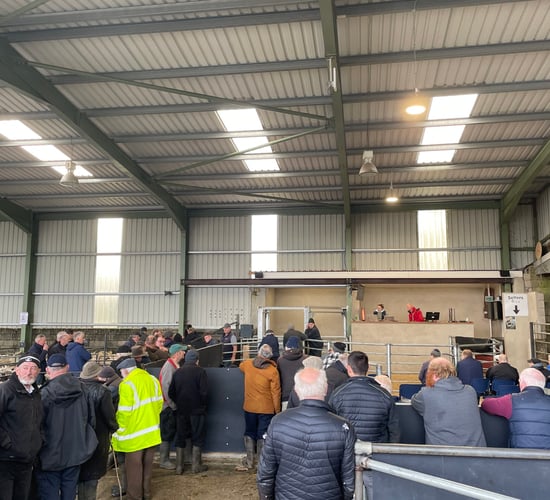 Sheep marts: Heavy lambs at Blessington Mart up €5/head