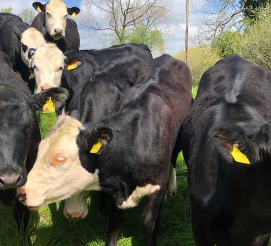 Beef Conference: Are 250kg carcass dairy-beef heifers the way to go?