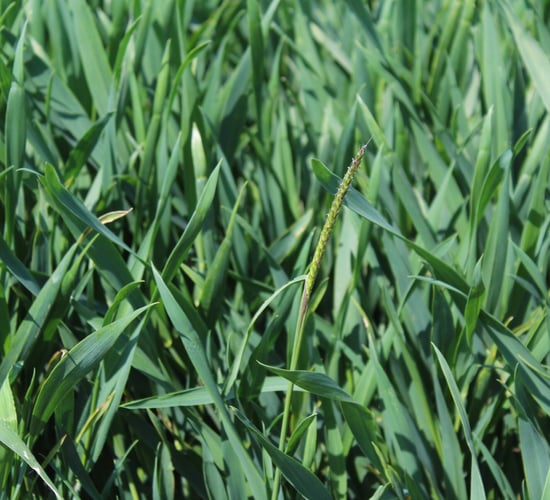 How weeds adapt within a tillage system