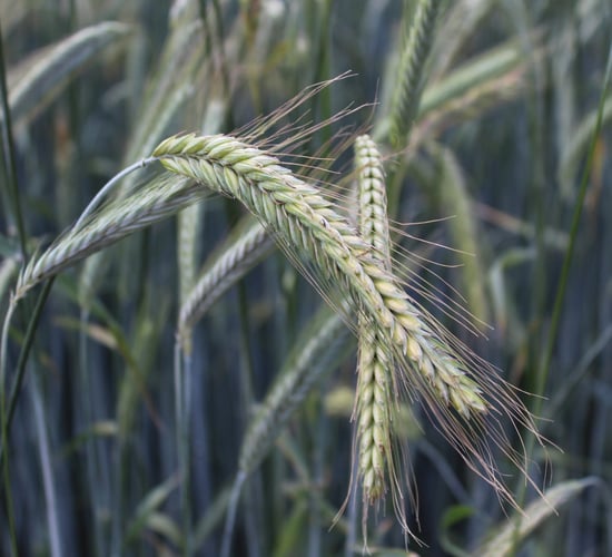 Tillage: Getting the early agronomy of winter crops right is crucial