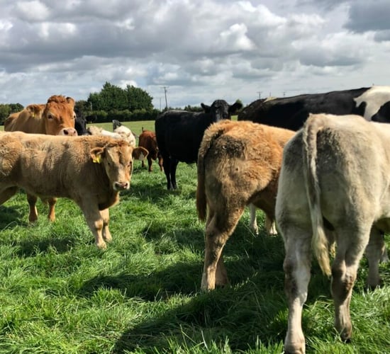 Webinar tonight on new beef-breeding index changes