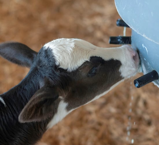 Controlling calf scour in spring-calving dairy herds