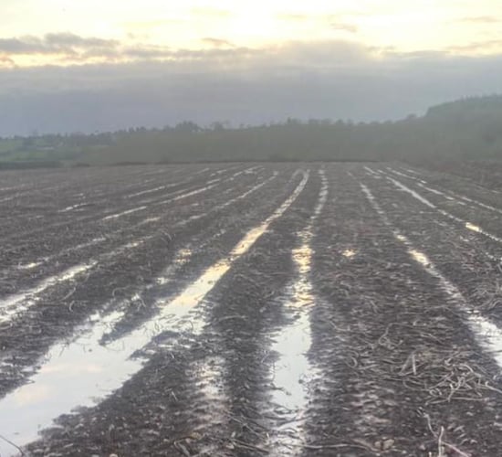 Cork family crisp business appeals for help to pick beetroot crop