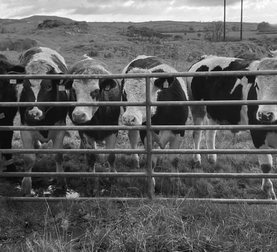 Tributes paid on passing of Meath-based cattle dealer