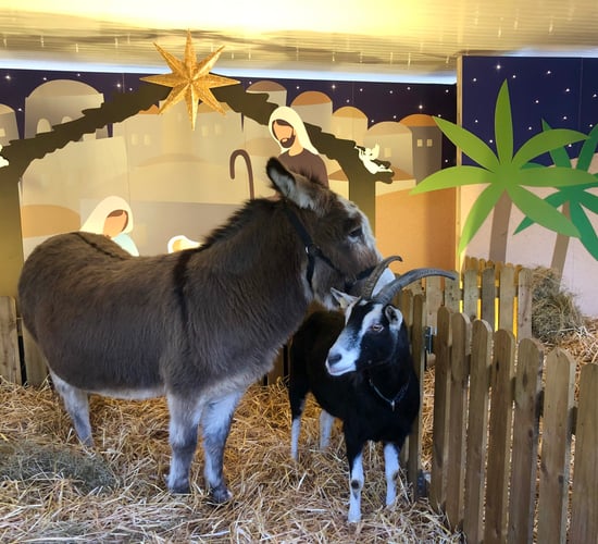Live animal crib set to return to Dublin's Mansion House