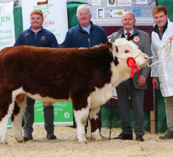 National Hereford Calf Show set for Offaly this weekend