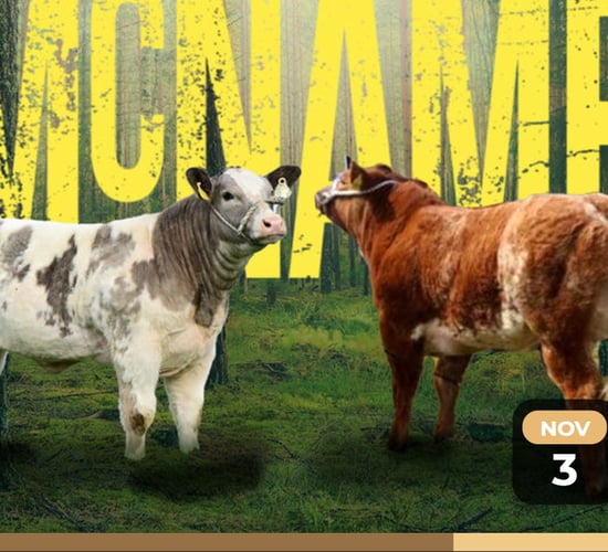 McNamee timed auction draws to a close this evening