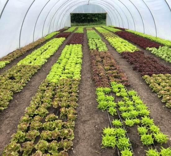 Biofarm conference returns to in-person event