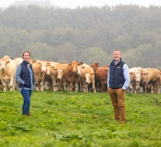 Dawn Meats sources 96% of Irish cattle from QA farms