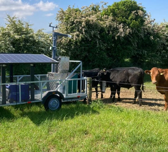 'Promising' additive for Irish beef cattle methane reduction