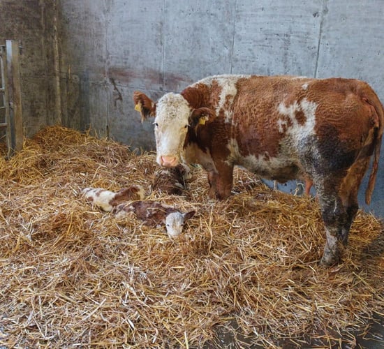 Second Mayo farmer surprised by triplet calves