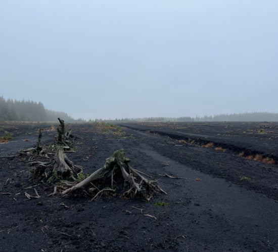 Tyrone bog to be transformed into peatland restoration hub