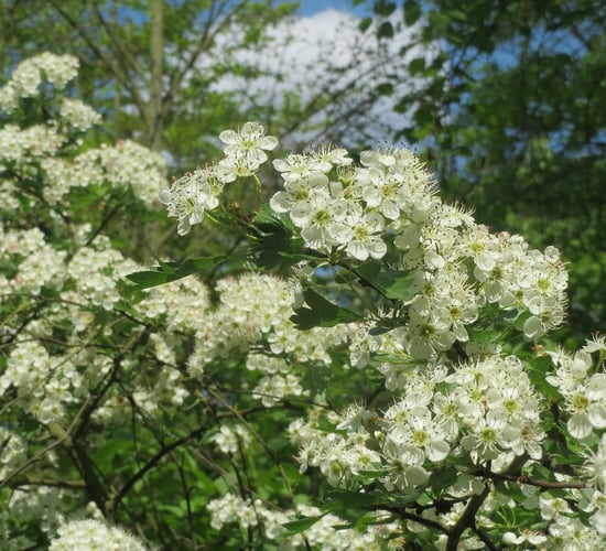 DAFM offers flexibility on native whitethorn under ACRES