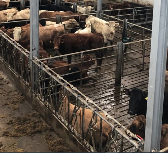 Advice: Cattle coughing post-housing should not be ignored
