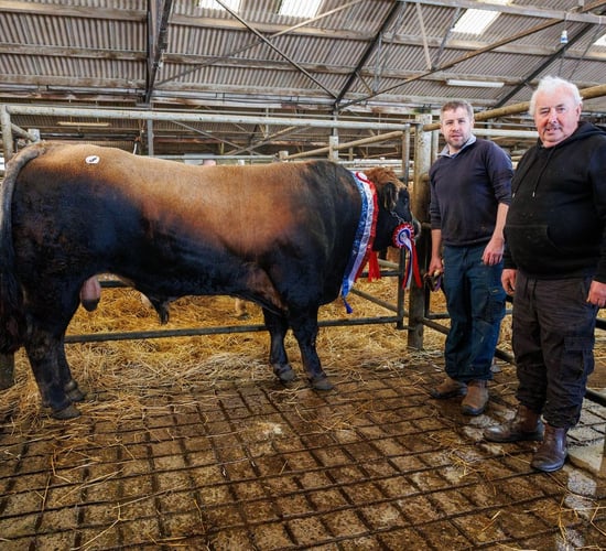 Longford-bred bull takes top title at Aubrac show and sale