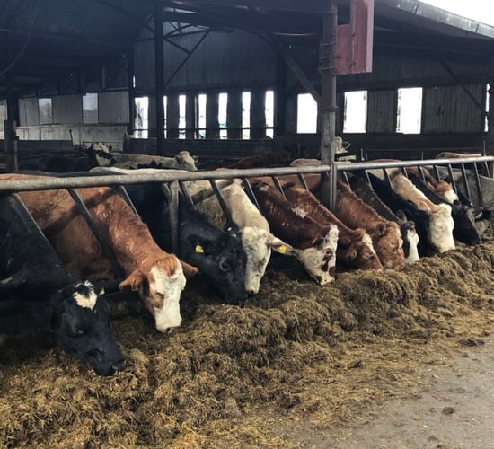 Hungary FMD: No movements of animals to Ireland since Jan 1