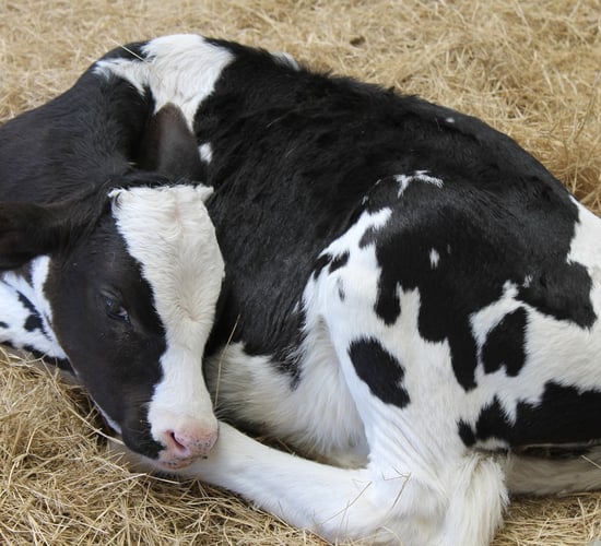 Working group agrees reduction in organic N value of some calves