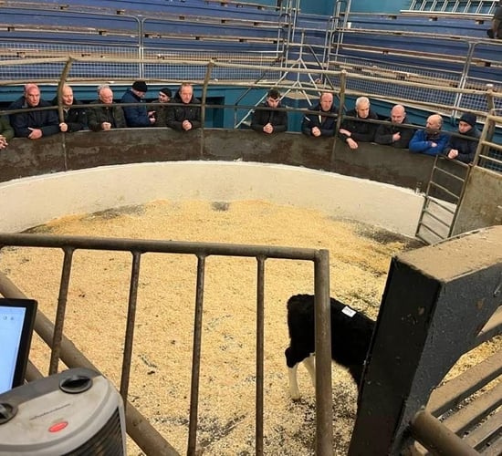 Autumn-born calves met with lively trade at Castleisland sale