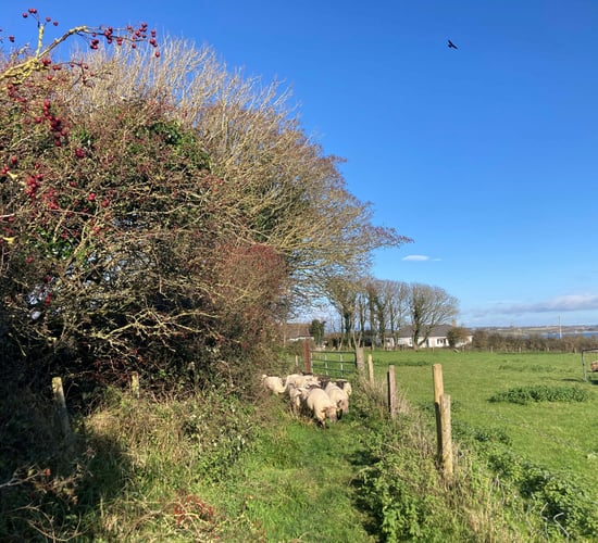 Sheep advice: Managing the feeding and health of store lambs