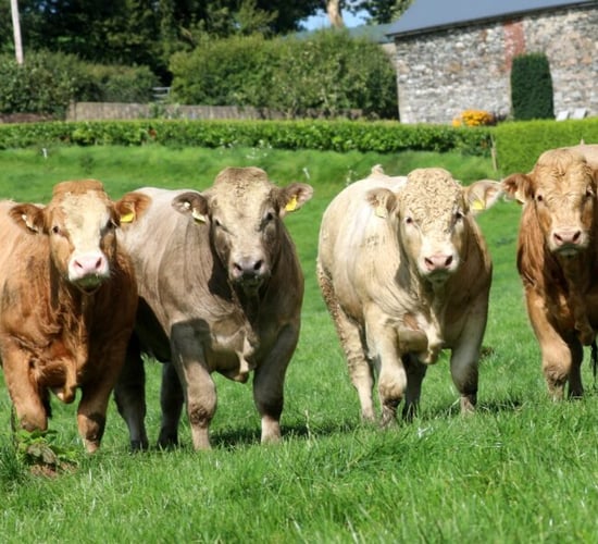 Charolais society 'Christmas Cracker' bull sale returns