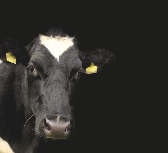 2 further cases of BTV detected in Kent
