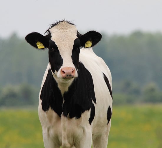 CSO: Domestic milk intake up 62m litres in December 2024