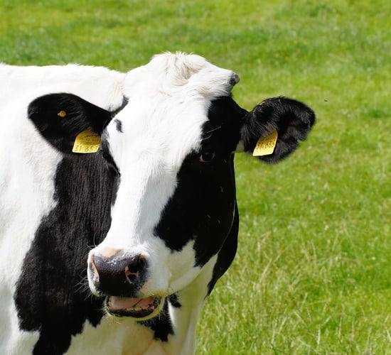 New bluetongue 'surveillance' requirements in England confirmed