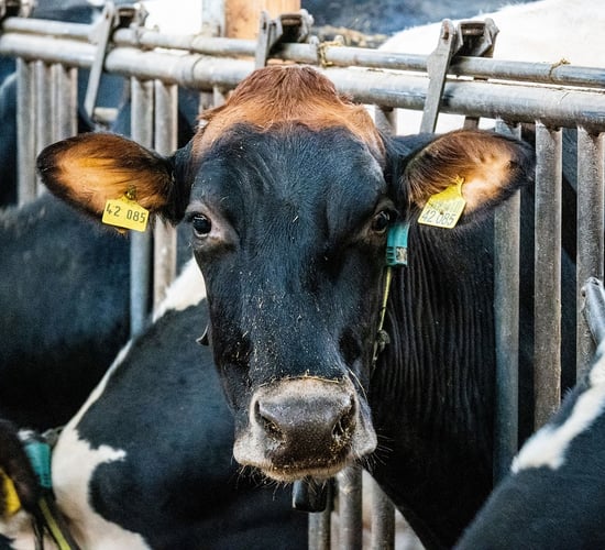CSO: Domestic milk intake down by 47.6m litres in March