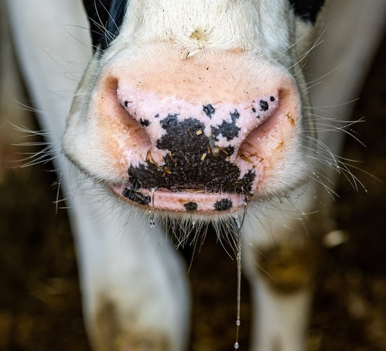 Ban on live animal exports from Great Britain comes into effect