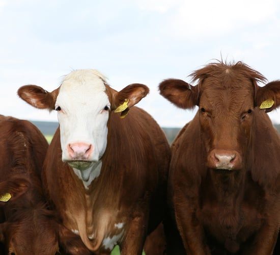 CSO: Cattle slaughterings fell 5,000 head in first two months of 2025