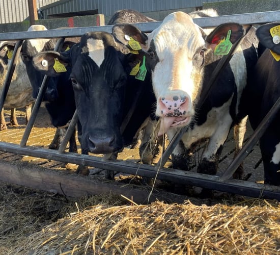 Reacting to tight grass supplies: More silage or concentrates?