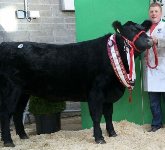 The top pedigree angus show and sale returns to Carrick