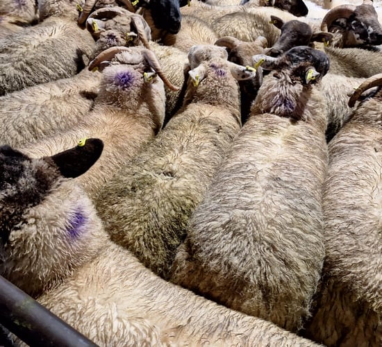 ICSA: 'Factories are making indefensible cuts' to lamb prices