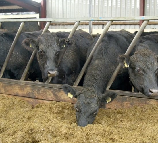 Video: How much meal should I feed cattle this winter?