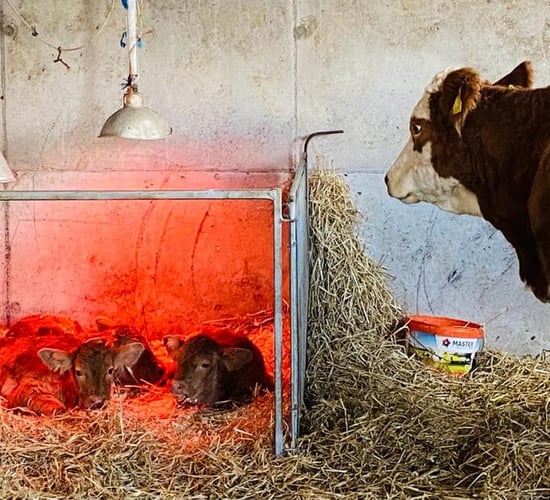 Triplet calves born in Mayo on Halloween are 'flying it'