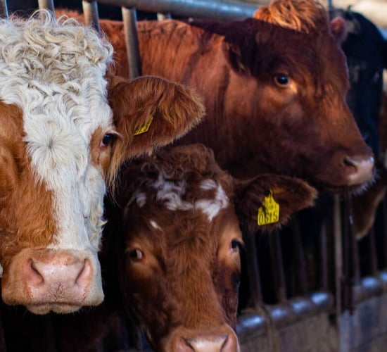 Beef prices 'rising' despite  Chinese market suspension