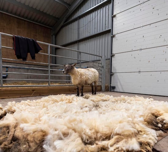 'Britain's loneliest sheep' rescued at the foot of Scottish cliffs after two years
