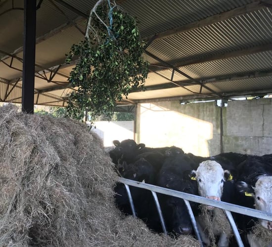 Deck the cattle sheds with boughs of holly?