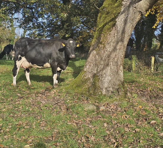 Cashel Blue herd set for full dispersal sale