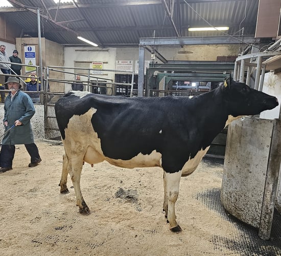 Cashel Blue dispersal sale brings a top call of €2,400