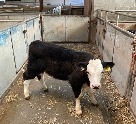 Strong trade for autumn-born calves at Enniscorthy Mart