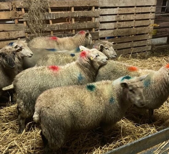 Sheep marts: Lambs making up to €160/head at Inishowen Mart