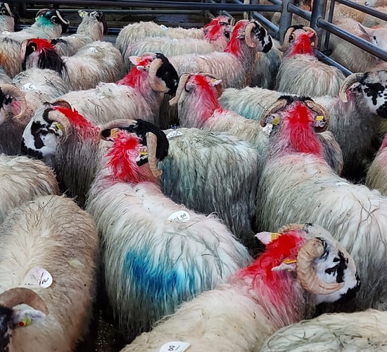 Sheep marts: Strong demand for finished lambs continues